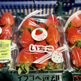 2月26日のおすすめ！クラシックいちご『やよいひめ』🍓