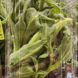 3月23日のおすすめ！『アイスプラント』