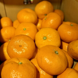 12月29日のおすすめ！箱入り『青島みかん』