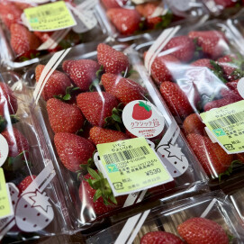 5月22日のおすすめ！クラシックいちご『やよいひめ』🍓