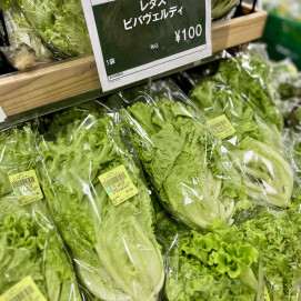 5月10日のおすすめ！自社農園産レタス『ビバヴェルディ』