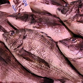 4月12日のおすすめ！千葉県産『天然黒鯛』