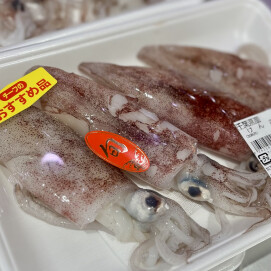3月27日のおすすめ！千葉県産『けんさきいか』