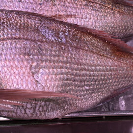 4月6日のおすすめ！🐟毎月3~7日はさかなの日🐟愛媛県産『真鯛』