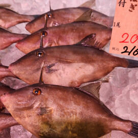6月9日のおすすめ！岩手県産『うまづらはぎ』🐟
