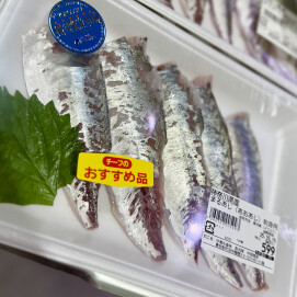 10月14日のおすすめ！神奈川県産『まるあじ（あおあじ）刺身用』