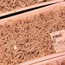 3月2日のおすすめ！『しらす干』