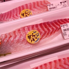 3月13日のおすすめ！本日より『愛媛 宇和島まつり』開催🐟