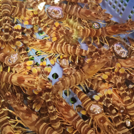 12月21日のおすすめ！『活車海老』