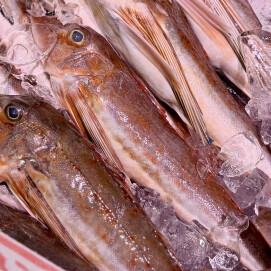 4月25日のおすすめ！対面コーナーより千葉県産『ほうぼう』