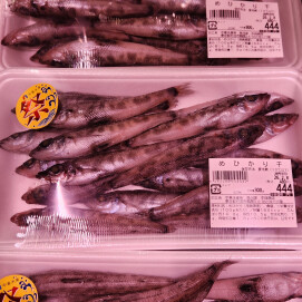 2月6日のおすすめ！【いわき常盤もの祭り】本日より開催！