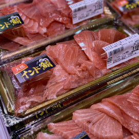 11月23日のおすすめ!天然『みなみまぐろ切り落し』(インドまぐろ)