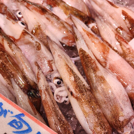 4月5日のおすすめ！🐟毎月3~7日はさかなの日🐟青森県産『子持 やりいか』