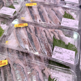 4月1日のおすすめ！鹿児島県産『まあじ刺身用』