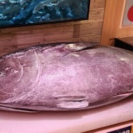 4月18日のおすすめ！本日14時から『生本まぐろ 柵取即売会』🐟