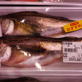 11月4日のおすすめ！『11月 イイ!さかなの日』