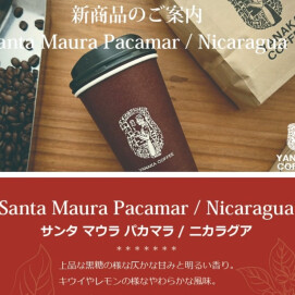  ☆新商品！サンタ マウラ パカマラ/ニカラグア