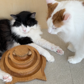 ライガくんとノリスケくん🐈🐈‍⬛