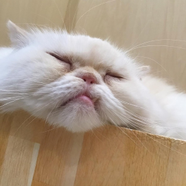 ふわふわボディマシュマロ君☁️