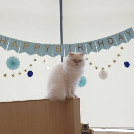 【3F 猫カフェ】5月のお誕生日会🎏