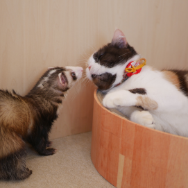 【3F 猫カフェ】バレンタイン限定デザインラテアート最終日！