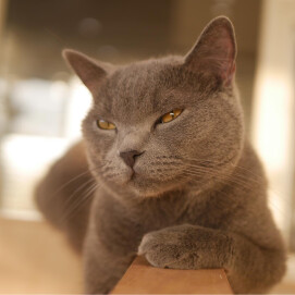 【3F 猫カフェ】凛々しいだいごろう✨
