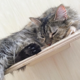 あずきちゃんお昼寝中😴