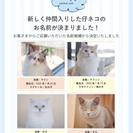 【3F 猫カフェ】猫の日イベント開催のお知らせ😻