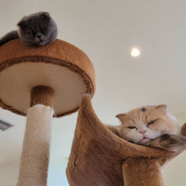 【3F 猫カフェ】キャットタワーの“住猫”ちゃん🐈