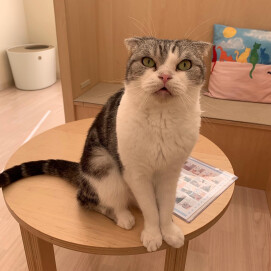 【3F 猫カフェ】おやつがほしいマルくん👀
