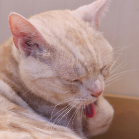 まったり優雅に…🐈
