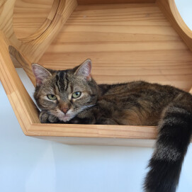 まったりなニョッキちゃん🐈