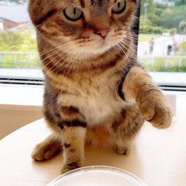 【3F 猫カフェ】新しいラテアート☕️✨