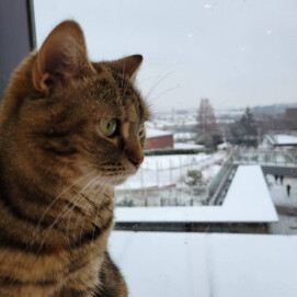 【3F 猫カフェ】❄️雪とネコ🐈