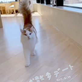 ライガとお散歩デート🐈