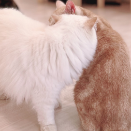 コソコソ.....🤫