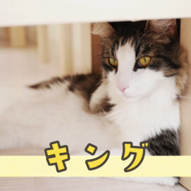【3F 猫カフェ】キングのお誕生日🧁