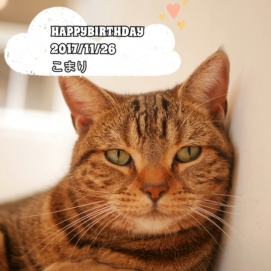 【3F 猫カフェ】こまりちゃんお誕生日おめでとう！