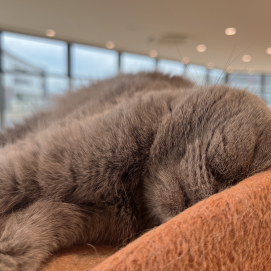 むぎゅ〜〜っと🐈