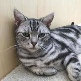 しましまネコちゃん😺