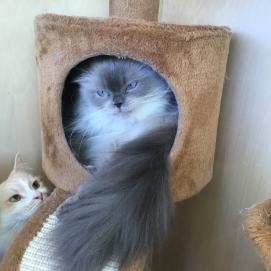 【3F ネコカフェ】フワフワのベリーちゃん🐾