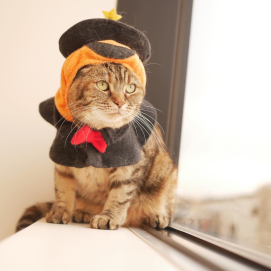 【3F 猫カフェ】ハロウィンイベント開催🎃
