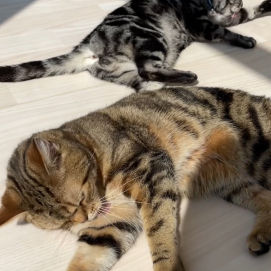 日向ぼっこでゴロゴロ🐈