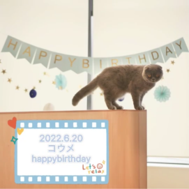【3F 猫カフェ】コウメ1才のお誕生日