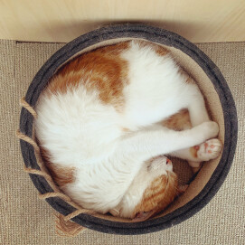 【3F 猫カフェ】まんまるな寝姿💤