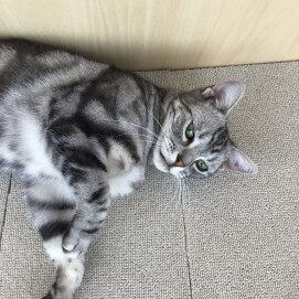 あまえんぼ