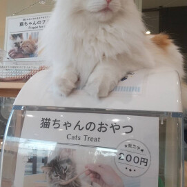 【3F 猫カフェ】おやつ番猫ちゃん🐈