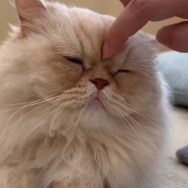 もふもふのうにちゃん🐈✨