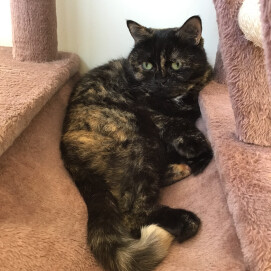 【3F ネコカフェ】キャットタワーがお気に入り