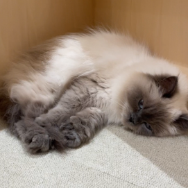 【3F 猫カフェ】ベリーのふみふみ🫐